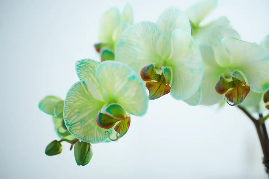 green-colored-orchid