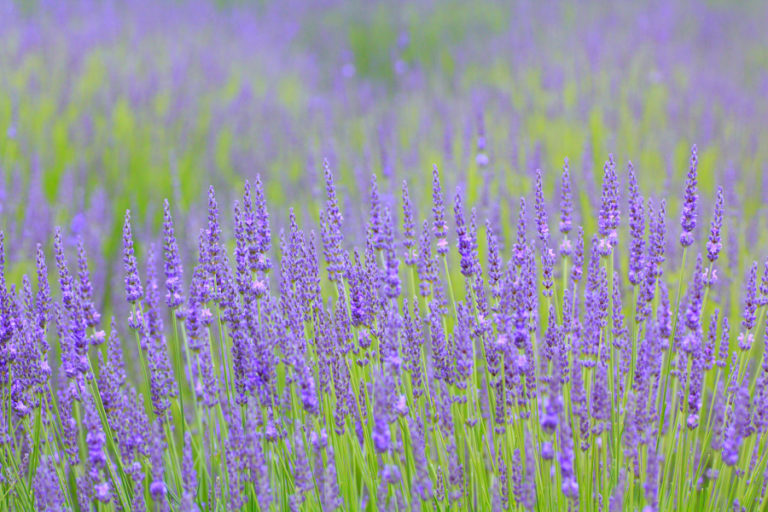 Lavender Meaning & Symbolism