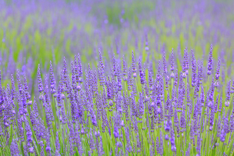 Culinary Lavender: What is culinary lavender? - Lavender Connection