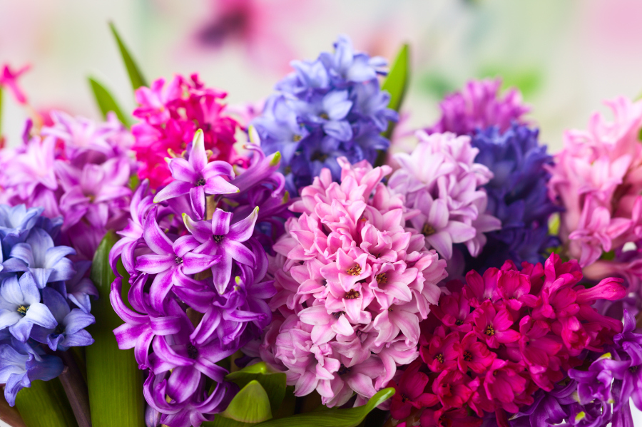 Best Smelling Flowers | Fragrant Flowers | Petal Talk