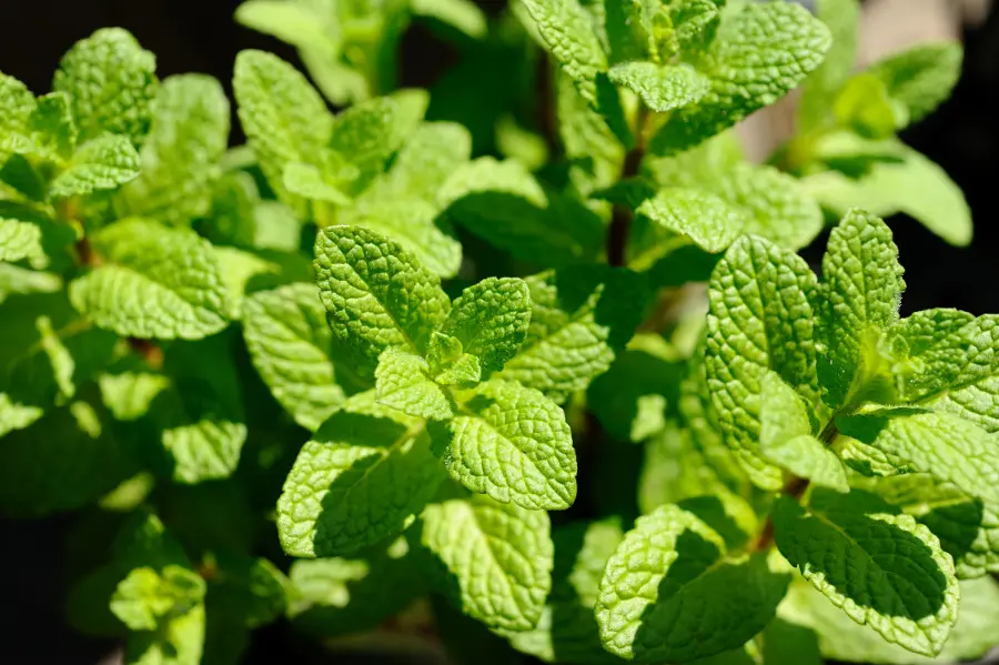 mosquito repelling plants with peppermint leaves