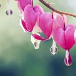 Bleeding Heart Flowers