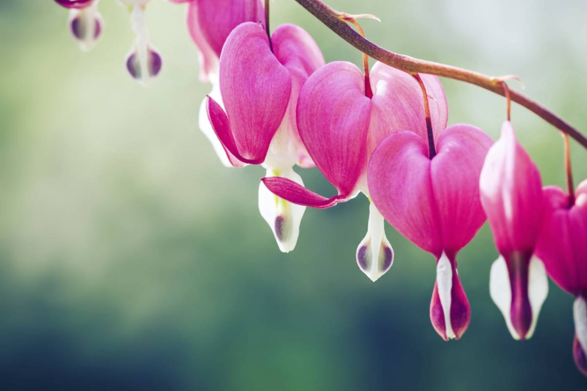 Bleeding Heart Flowers