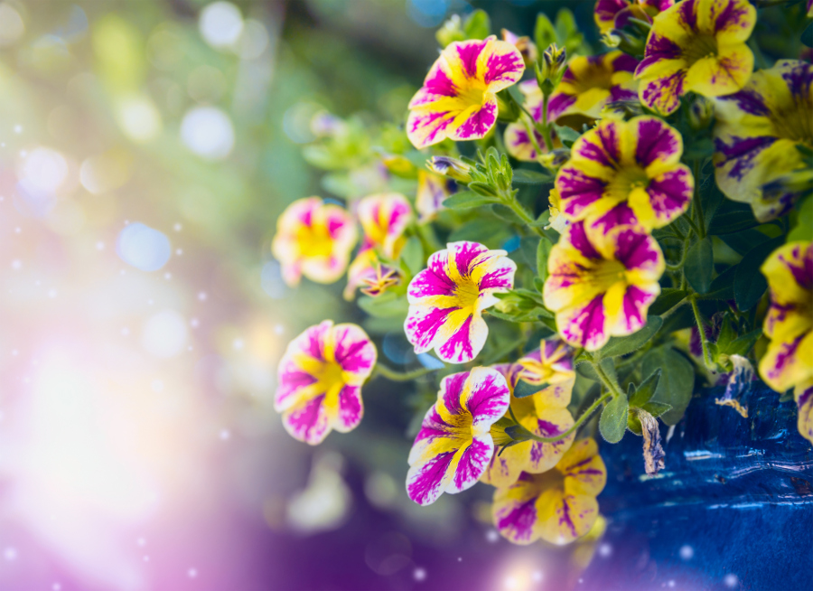 Beautiful yellow pink petunia flowers in garden over blurred nature background