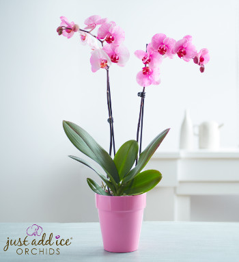 pink-painted-orchid