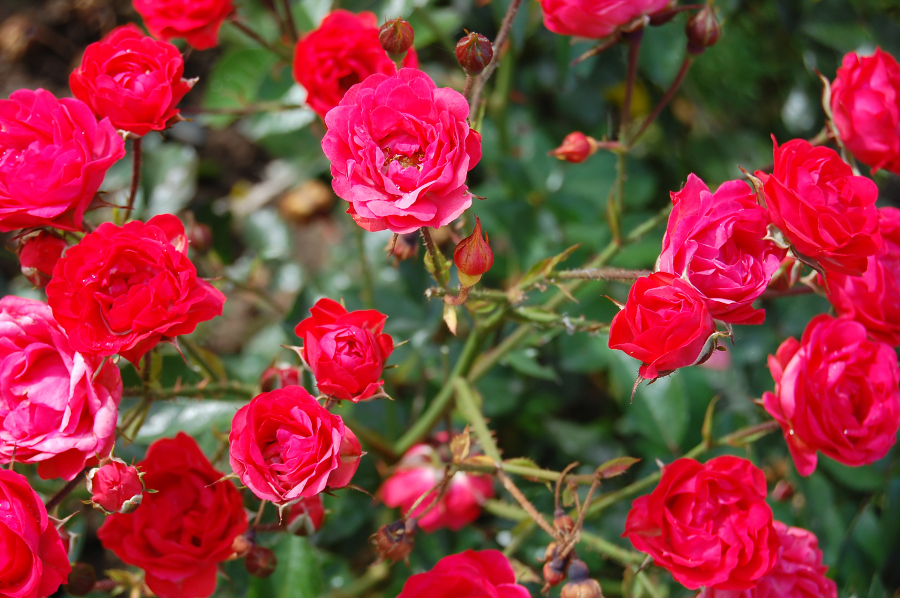 a photo of rose garden care: roses growing in a garden