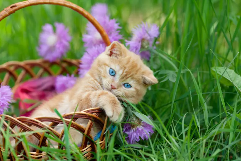 Cute Cat Pictures With Flowers