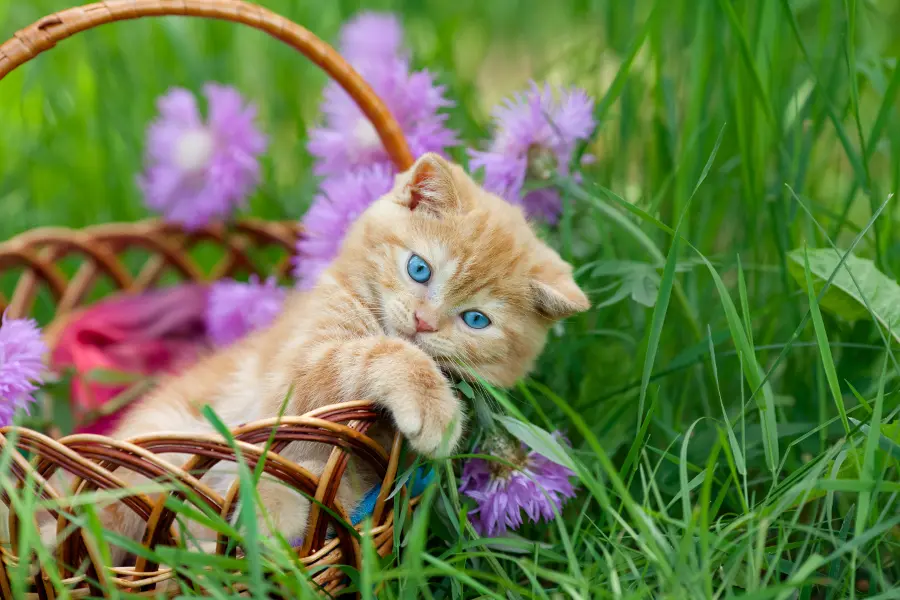 Cute Cat Pictures With Flowers