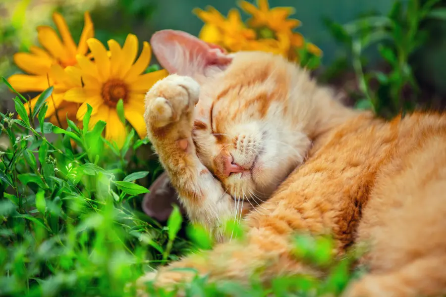 Cute cat sleeping on the grass with flowers