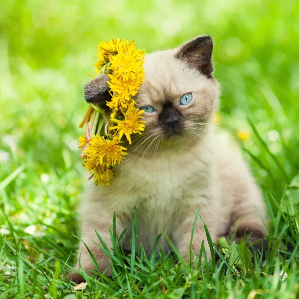 little kitten crowned chaplet from the dandelion flowers