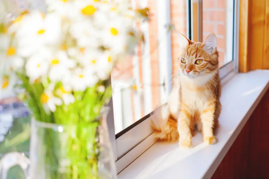 Cute ginger cat with bouquet of camomila flowers. Cozy morning at home.