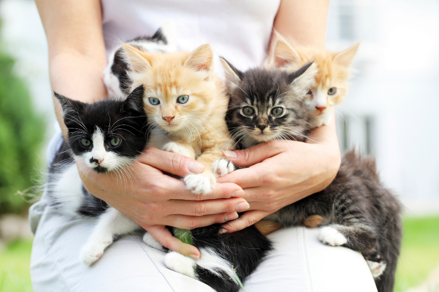 5 Health Benefits of Being a Cat Owner