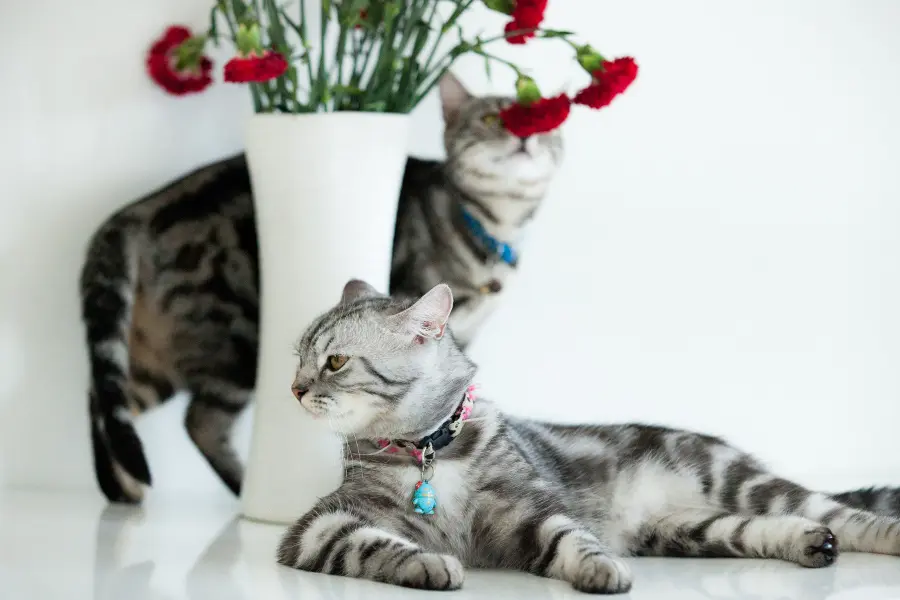 American shorthair cat with white background and red flower