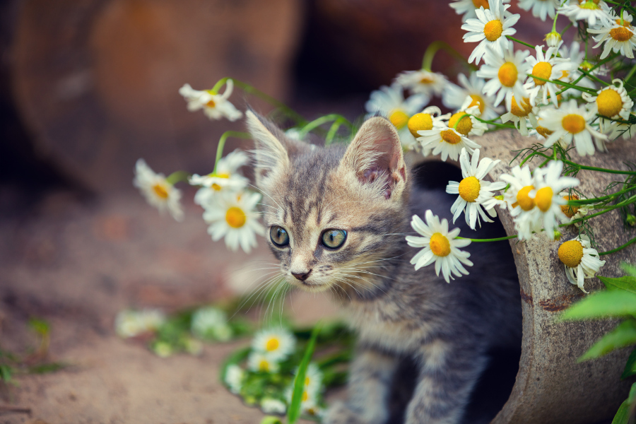 Portrait of little kitten with flowers