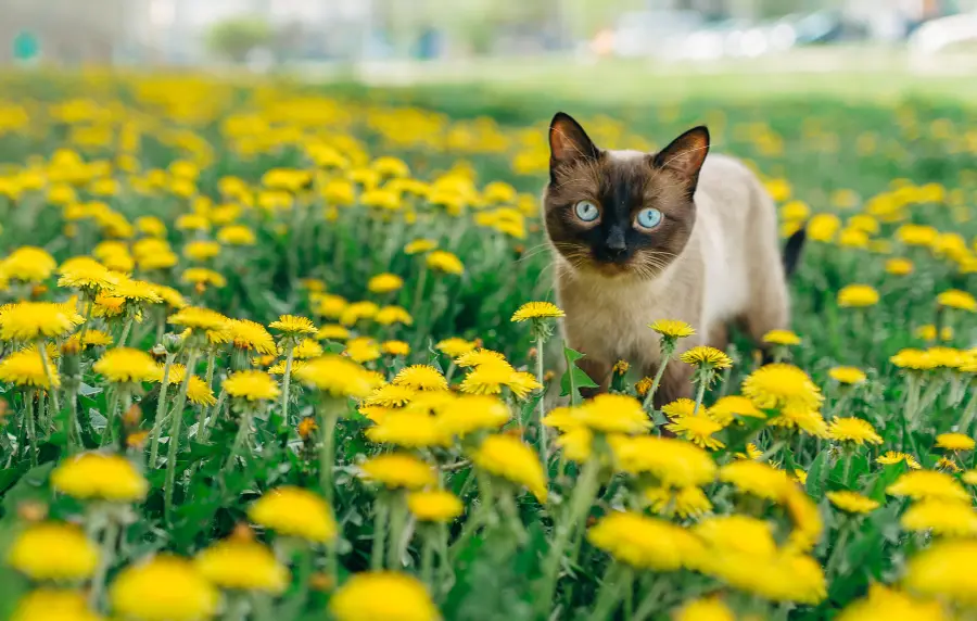 cat in flowers