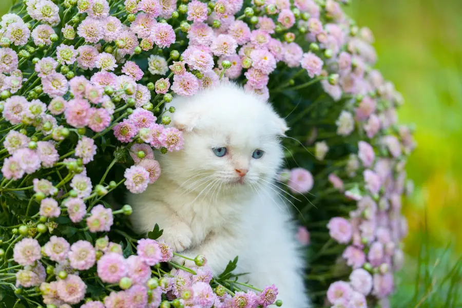 Cute little white scottish fold kitten sitting in flower meadow