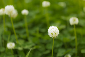 flowering weeds with white clovers