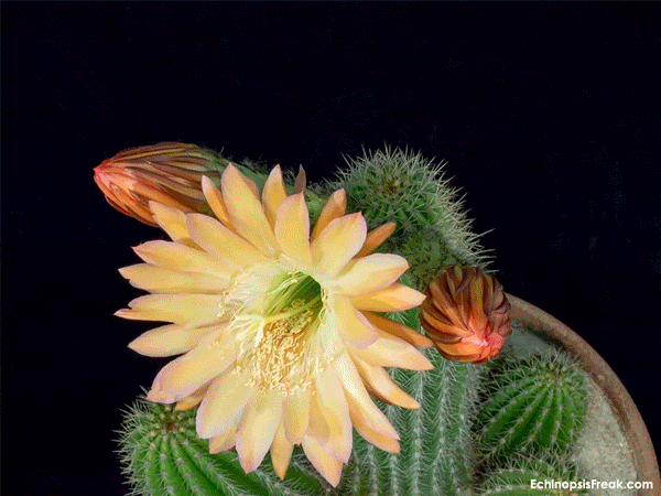 arizona-sunset-3-flower-timelapse-avec-devise