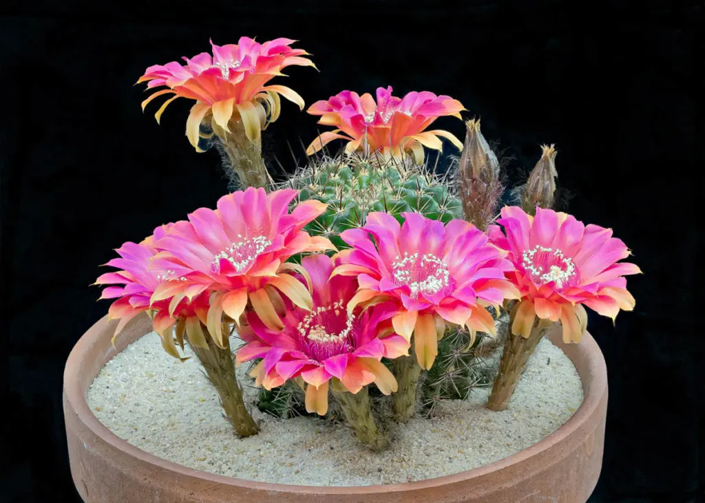 Flowering Cacti: An Interview with Greg Krehel, the “Echinopsis Freak”