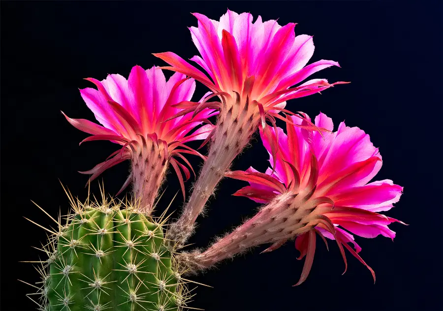 lady-evelyn-flowering-cacti