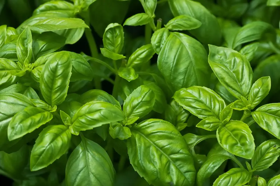 aromatherapy oils with basil