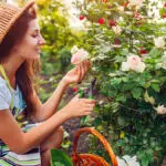 gardening quotes woman pruning roses