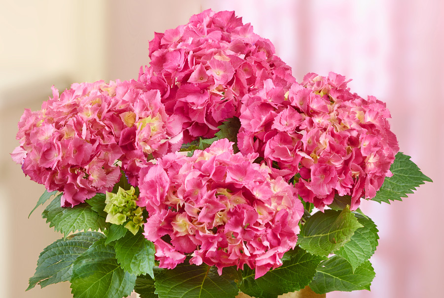 grandparents' day flowers with hydrangeas