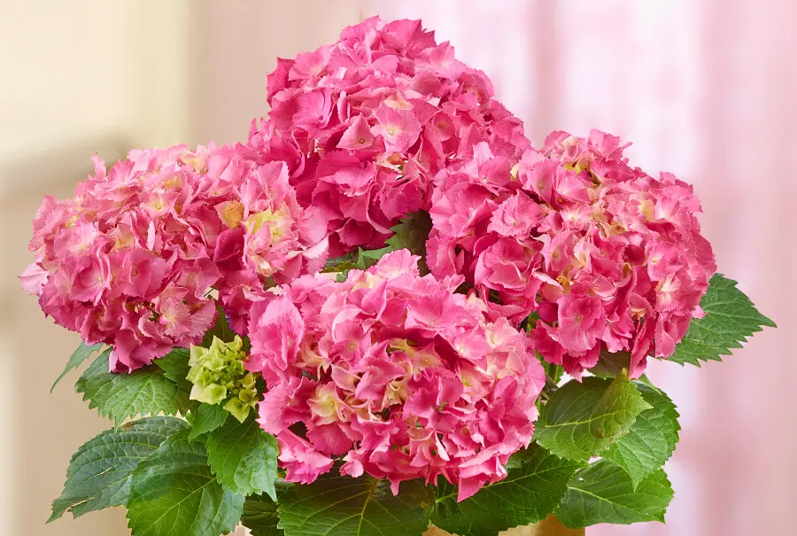 pink hydrangeas