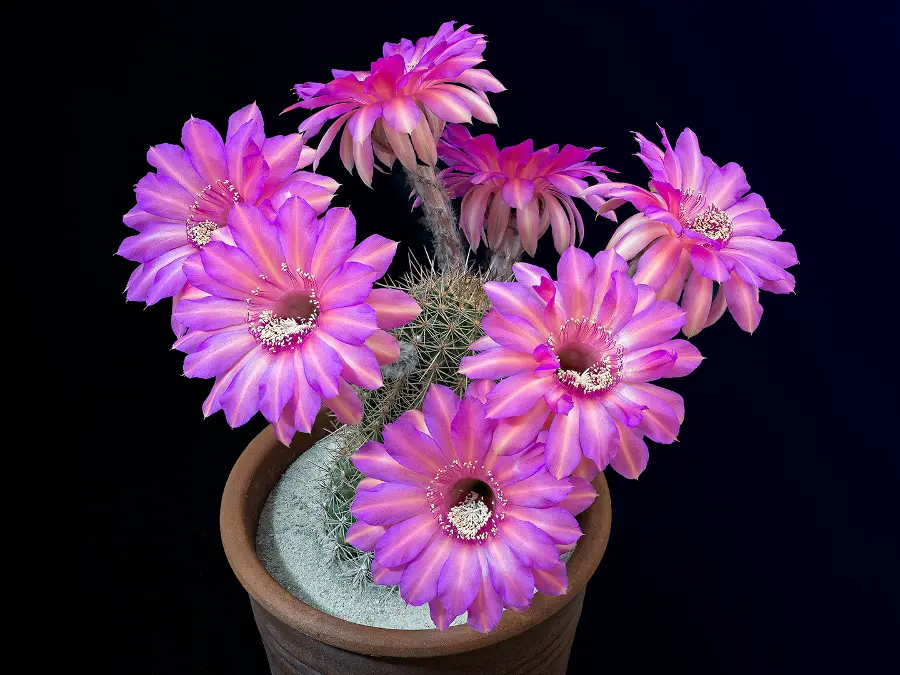 pink-open-echinopsis-flowers-cactus
