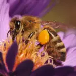 flowers that repel bugs hero