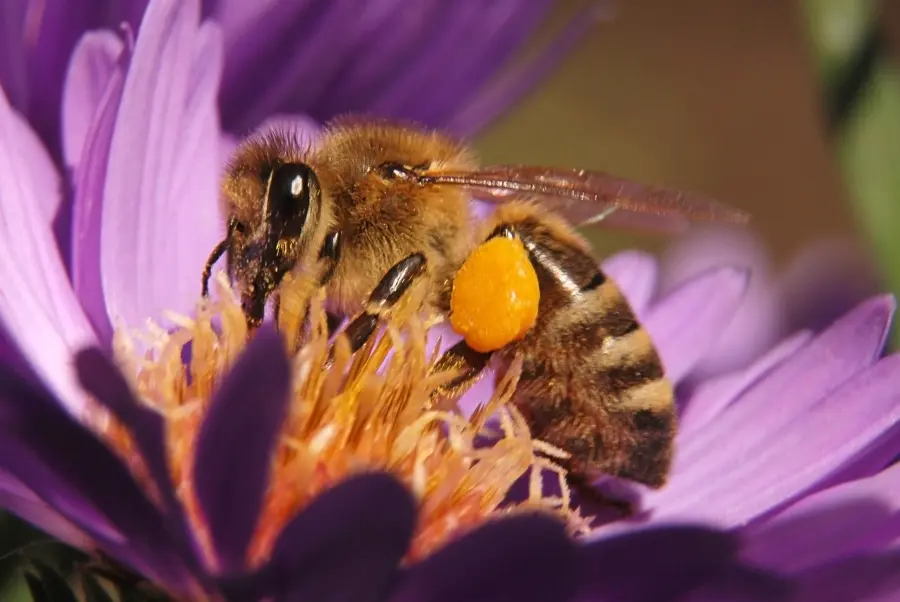 flowers that repel bugs hero