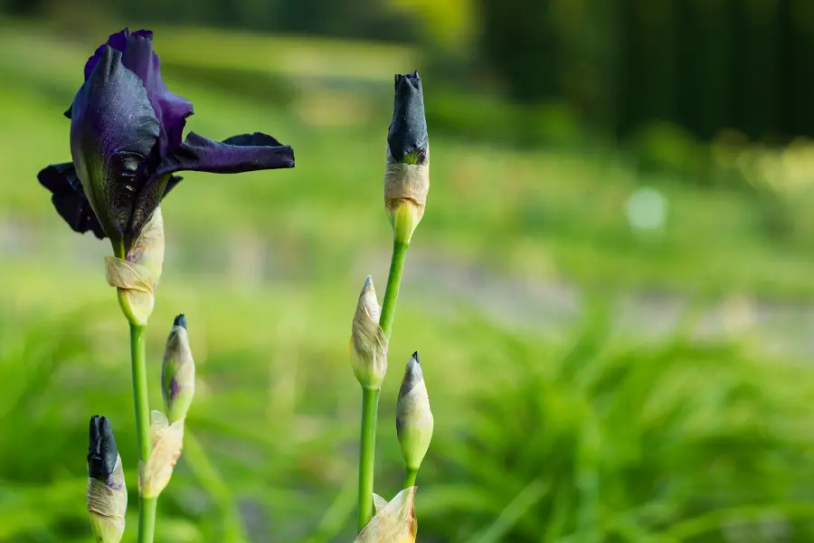 before-the-storm-tall-bearded-iris