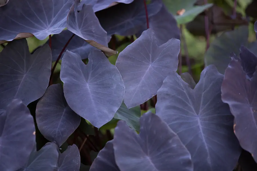 black-coral-elephant-ear