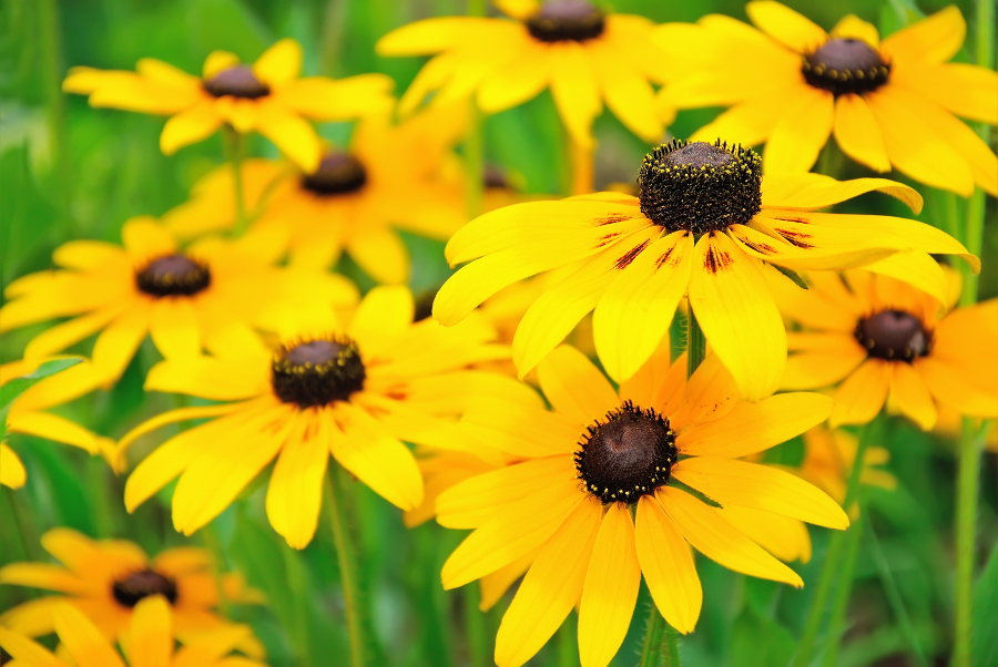 perennial flowers that bloom all summer with Black Eyed Susans