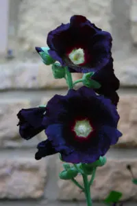 Beautiful dark black hollyhock flower