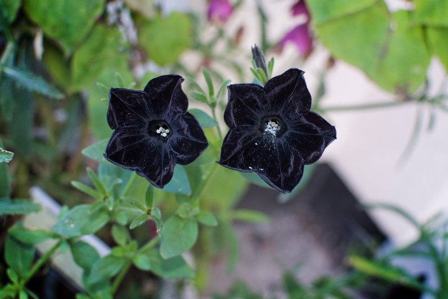 Black Flowers