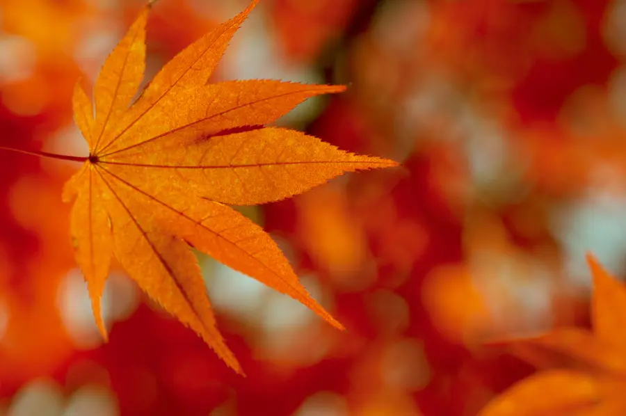 Color Words to Describe Autumn Leaves