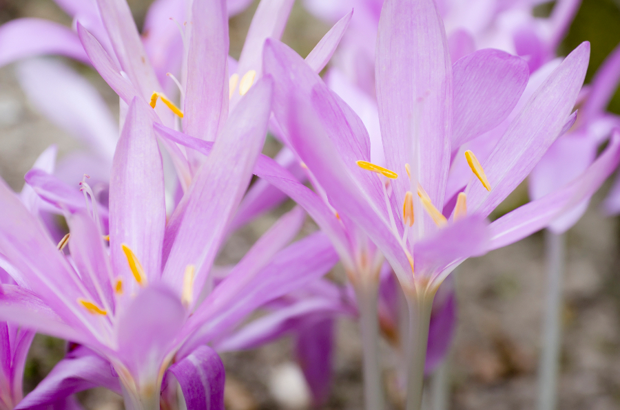 flower color meaning with lavender crocus flower