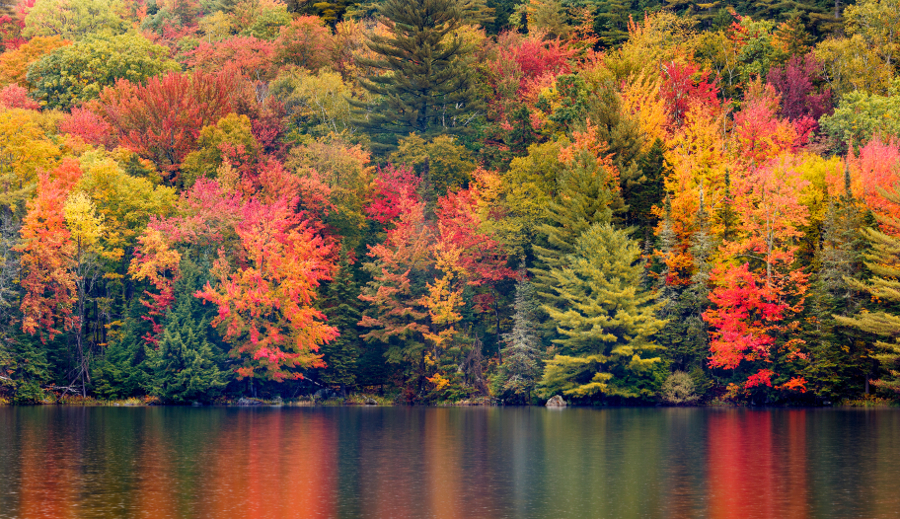 Identifying Fall Foliage