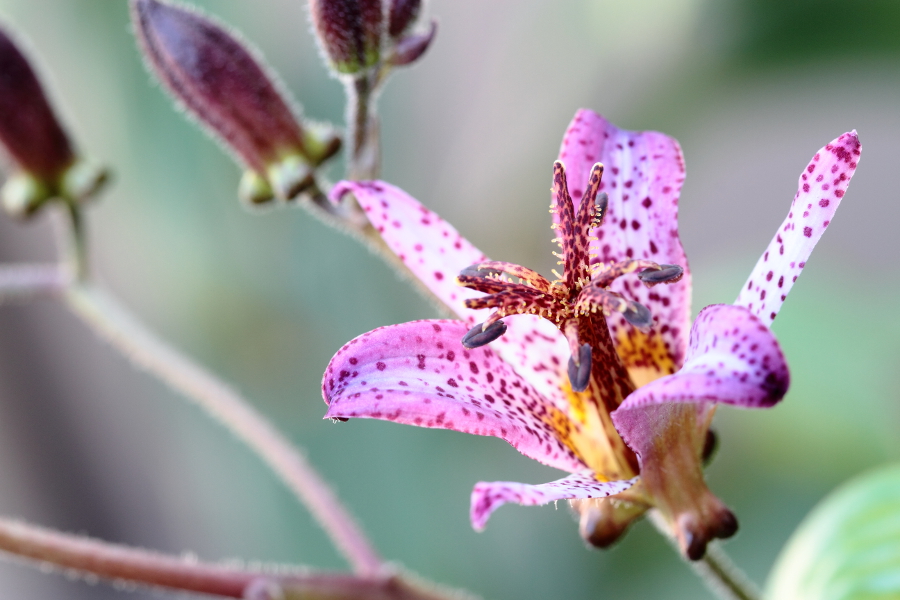 fall flowers toad lilies