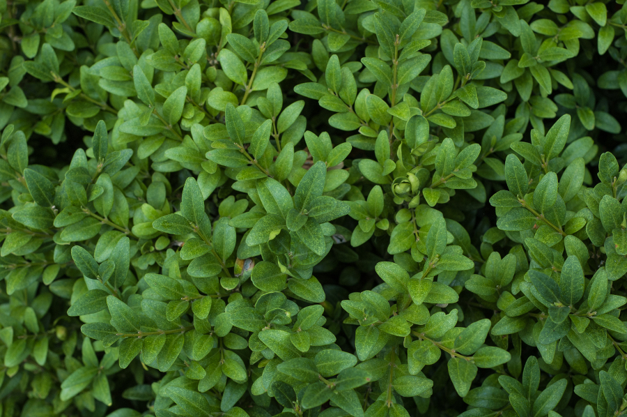 Christmas Greens with Boxwood