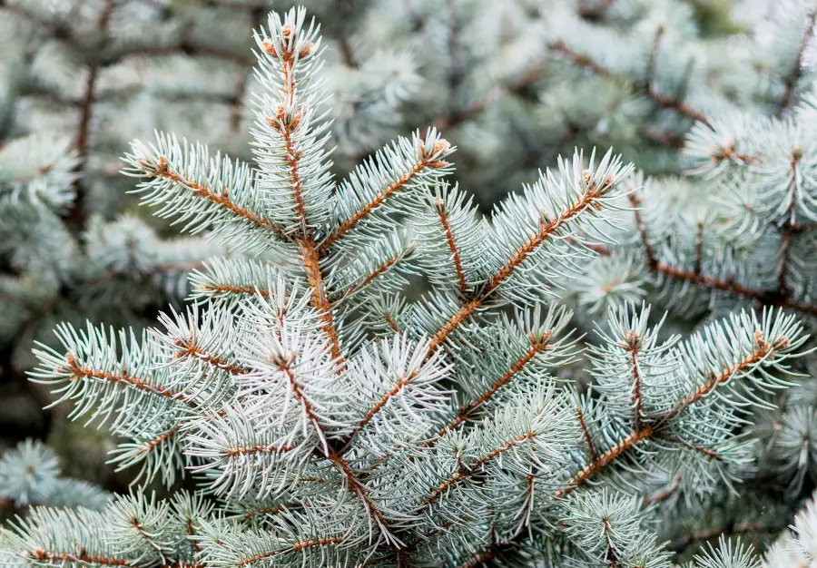 Christmas Greens with Fir