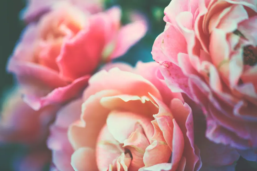 victorian flower messages with roses