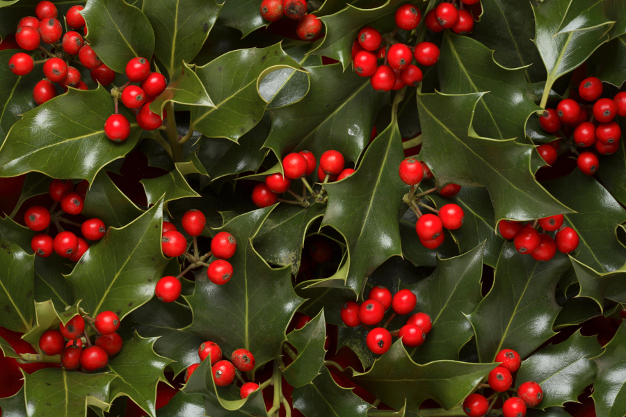 Christmas Greens with Holly