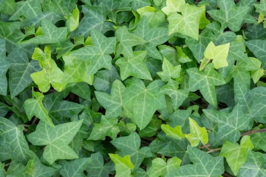 Christmas Greens with Ivy