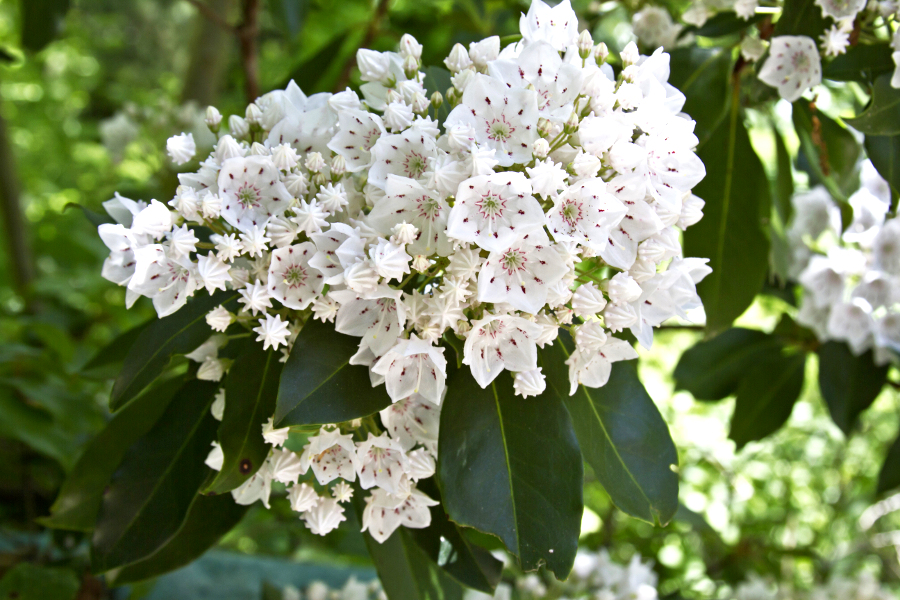 Christmas Greens with Mountain Laurel