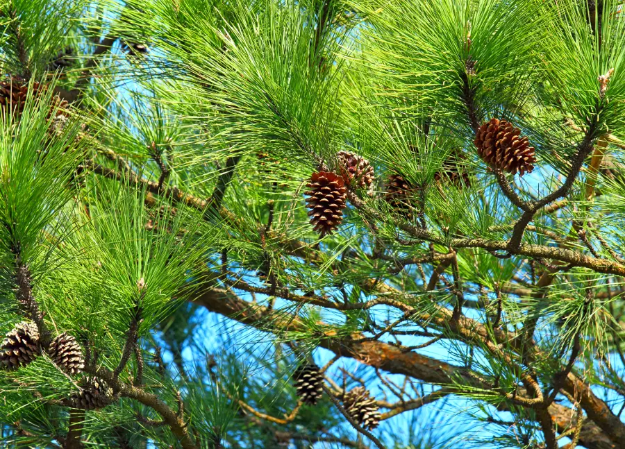 Christmas Greens with Pine
