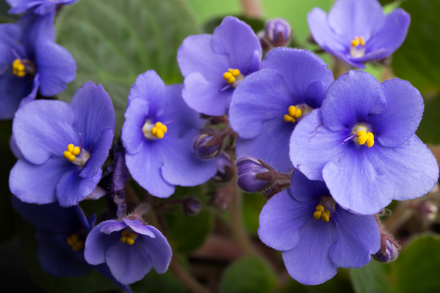 victorian flower messages with violets