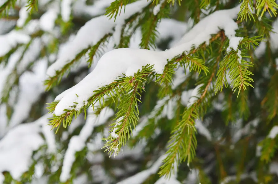 christmas Greens with Spruce