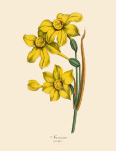 victorian flower messages with a picture of yellow flowers